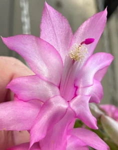 1x ROOTED "Natasha Ellery" Zygo Cactus Schlumbergera Cutting - Picture 1 of 3