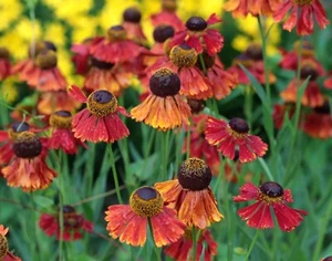 Sonnenbraut 'Moerheim Beauty' - Helenium Staude im 1-Liter Topf - Bild 1 von 4