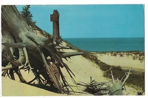 Windblown Trees  INDIANA Sand DUNES STATE PARK Chesteron Postcard Lake Michigan - Picture 1 of 2