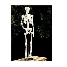 Menschliches Skelett Anatomie Lehrmodell 85 cm Naturgetreu