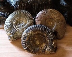Lot de 3 Petites Ammonites / Origine Rhône ? Toarcien ? / Bon État 