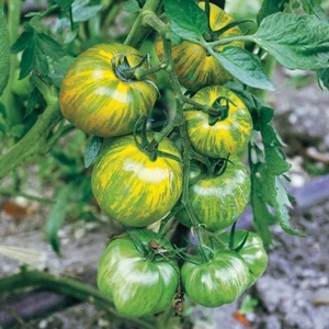 (20) GREEN ZEBRA Heirloom Tomato Seeds plants garden - Picture 1 of 1