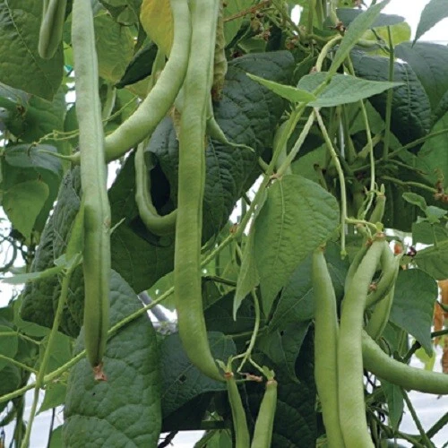 Climbing Bean Seeds GREEN VEGETABLE SEEDS Bean Seed  - Image 1 of 1