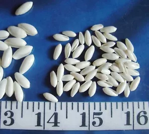 ~ Marginella Shells ~ *TINY* ~ 250 Volvarina ~ Shellcraft~ Sailor's Valentines ~ - Picture 1 of 1