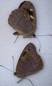 UB1 - A-1 DINGY PURPLE WING BUTTERFLY REARED PAIR 2 Miami FL - Eunica monima - Picture 1 of 2