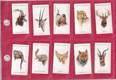 PLAYER'S - WILD ANIMALS' HEADS - 1931 - 10 CARDS - LOW NUMBERS - Image 1 of 2