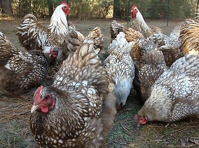 6+1 Chocolate Silver Laced Orpington Hatching Eggs Large Fowl • 69.50$