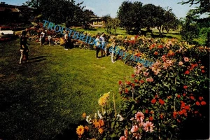 (cb74) Summer Flowers at Appuldurcombe Caravan Park Wroxall nr Ventnor - IOW PC - Picture 1 of 2