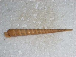 TEREBRA ANILIS VERY BIG - Picture 1 of 2