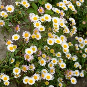 Erigeron plug plants flowers white to rose daisy perennial fleabane, pack of 3 - Picture 1 of 1