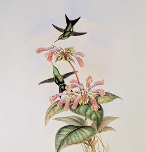 John Gould IRIDESENT Hummingbirds Vintage Bird Art Print Bookplate 359 - Picture 1 of 4