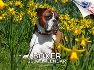 Boxer Calendario Razza Cane 2025 12x18 Made in USA - Foto 1 di 7