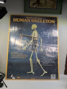 Vintage Build Your Own Human Skeleton Cardboard Kit - Bild 1 von 12