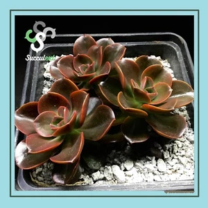 2 Hoja Feuilles leaves foglie 🍃ECHEVERIA BURUNDI PEARL🍃succulent succulext - Imagen 1 de 2