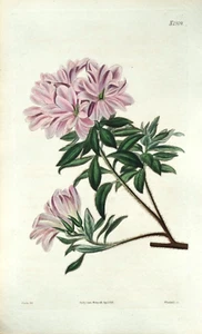 Antiguo estampado botánico AZALEA INDICA original coloreado a mano Curtis 1824 - Imagen 1 de 2