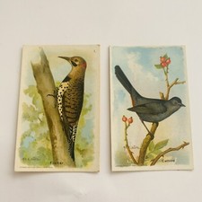 BIRDS Useful Birds of America 1929 Sixth Series Church & Dwight 2 Cards 1, 2