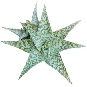 White Fox Aloe Plant (4'') - Picture 1 of 7