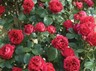 STRIPED SPORT OF 'Jocelyn' rose - 5 dormant cuttings- rare and