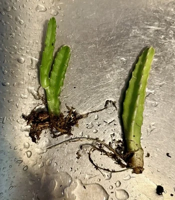 Two Rooted Stapilia Gogantea -Star Cactus Lived 4-5” - Image 1 of 2