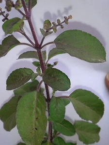 SEED-Thai or Asian Basil i and Purple Basil -Eaten Raw, Slivered, or in Salads - Foto 1 di 18