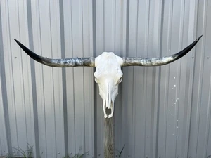 TESTA DI MUCCA MONTATA SU CORNO DI TORO LONGHORN 3 PIEDI LARGHEZZA 8” lucido - Foto 1 di 3