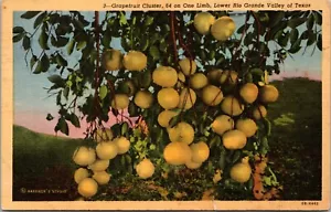 Postal de lino con racimo de pomelo Valle del Río Grande de Texas F5 - Imagen 1 de 2