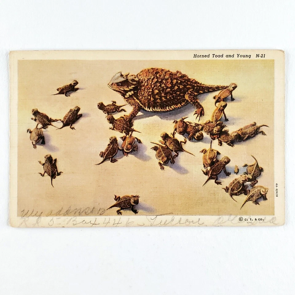 Horned Lizard Horny Toads Postcard 1940s Linen Southwest Desert Animals Art B687 - Image 1 of 4