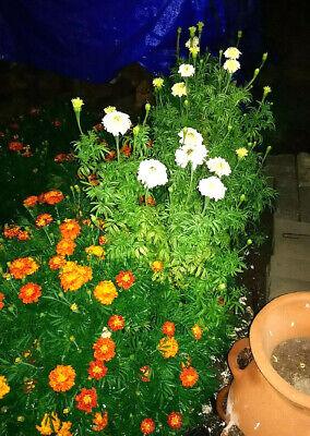 FRENCH VANILLA Marigold Seeds - Flower Garden - Companion Planting • 13.95$