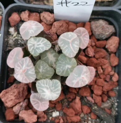 Haworthia maughanii rainbow star,rare one only display in 7cm pot 011 - Image 1 of 3