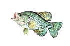 CRAPPIE SUNFISH Vinyl Decal Sticker Truck Boat Car Tumbler Cooler Cup Tablet