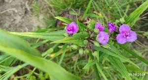 Dreimasterblume Farbe lila Staude im Topf Winterhart Bienenpflanze Pflanzen - Bild 1 von 3