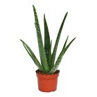 Exotenherz - Aloe vera - ca. 3 Jahre alt - 12cm Topf