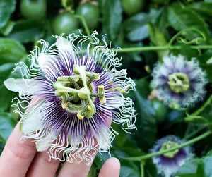 10 SEMI DI PASSIFLORA EDULIS +OMAGGIO - Imagen 1 de 1