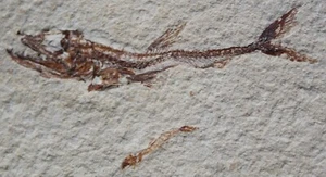 Viper Fish Eurypholis 121 - Juvenile Both Sides - Cretaceous Fossils Lebanon - Picture 1 of 5