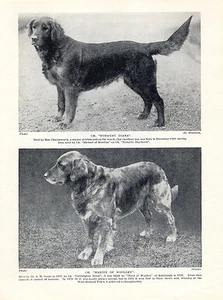 GOLDEN RETRIEVER TWO NAMED CHAMPION DOGS OLD 1934 ORIGINAL DOG PRINT - Picture 1 of 1