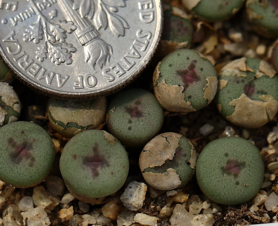 Plant-one- Conophytum chrisocruxum B&H 2275 - Image 1 of 3
