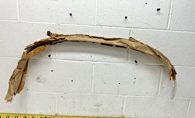 Novo OEM GM RH guarnição de poço de roda traseira 8700997 1969-70 Kingswood Station Wagon (SR43 - Imagem 1 de 4