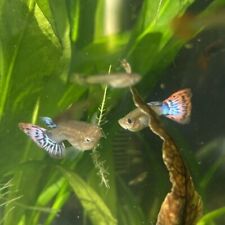 Guppy Fêmea Cobra Azul - AquaLovers