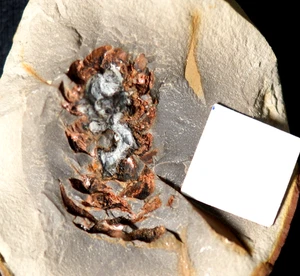 Very Rare Carboniferous early Conifer cone fossil plant nodule Not Mazon Creek - Picture 1 of 4