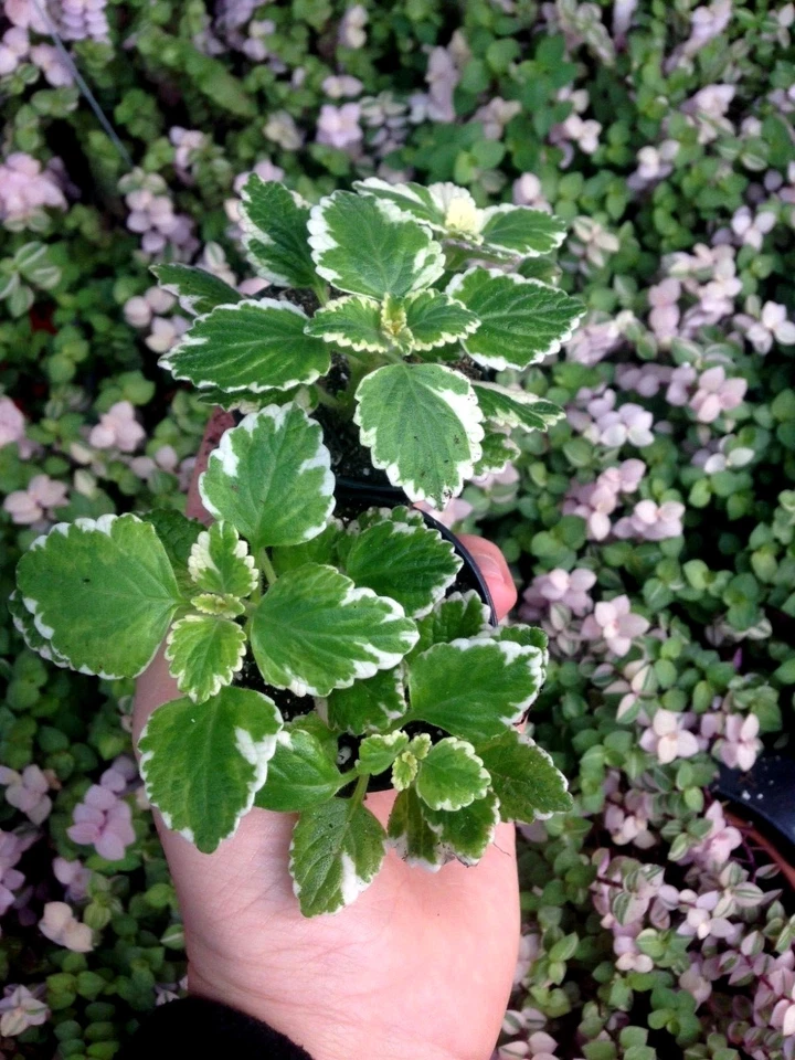 VARIEGATED SWEDISH IVY(PLECTRANTHUS COLEOIDES MARGINATUS) 4 PLANTS W/ FREE SHIP  - Image 1 of 1