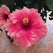 Hibiskus różowa ceramika.,roślina