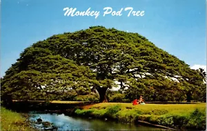 Monkey Pod Tree Hawaii Postcard - Picture 1 of 2