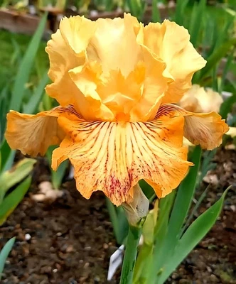 ' Sammie's Jammies ' Bearded Iris 3 Rhizomes Tall Award Winning - Image 1 of 4