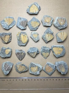 21 pieces Silurian period coronocephalus Trilobite tail rock specimen China - Bild 1 von 13