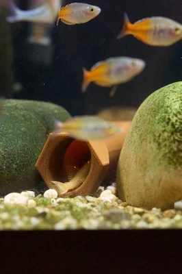 Acuario Cerdas Pleco Cueva x2 - Elige Color - Plecostomus Cría de Peces Foto 1 de 4