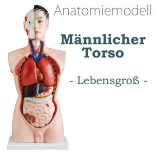 Anatomie Anatomisches Körper Modell Torso Puppe mit Organe 85 cm medmod - Bild 1 von 3