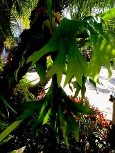 Platycerium Bloomii —- Staghorn Fern - Picture 1 of 2