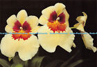 D037845 Jersey. Eric Young Orchid Foundation. Trinity. Miltoniopsis Everest. Cha