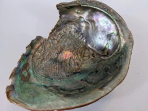 Red Abalone Haliotis Rufescens Shell 8" for Decor Crafts Jewelry or Incense - Picture 1 of 12