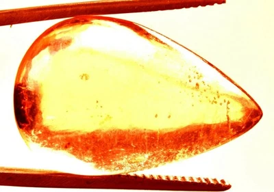 21.70 Cts. Natural Genuine Old Baltic Amber Untreated Certified Gemstone - Image 1 of 4